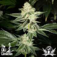 Cali Connection Seeds Louis XIII OG